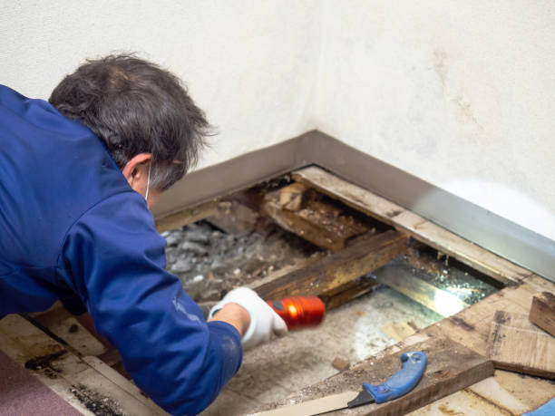 Best Localized Mold Remediation (e.g., coastal areas, humid climates) in Justice, OK