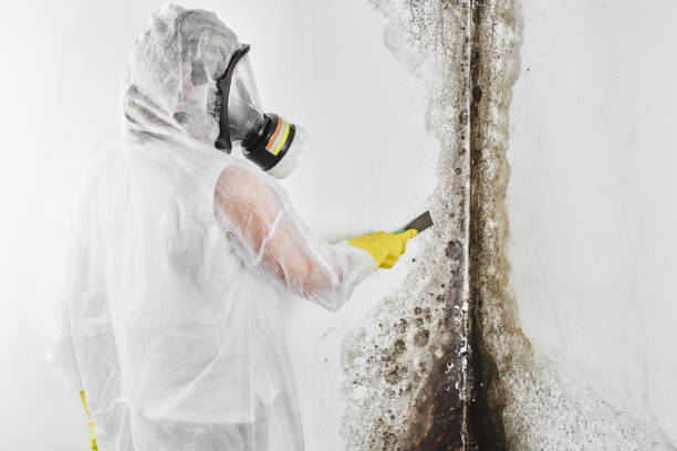 Trusted Justice, OK Mold Remediation Experts