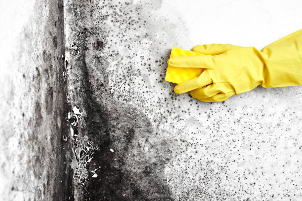 Best Basement Mold Remediation in Justice, OK