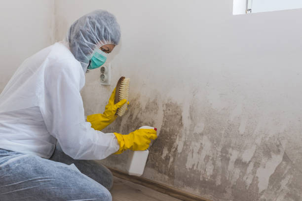 Best Mold Testing and Inspection Services in Justice, OK