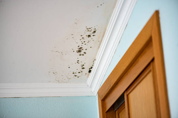 Best Residential Mold Remediation in Justice, OK