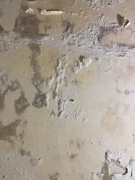 Best HVAC Mold Remediation in Justice, OK