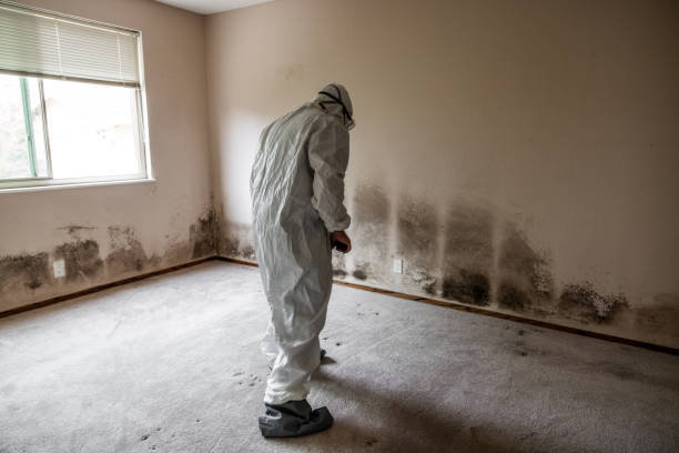 Best Post-Flood Mold Remediation in Justice, OK