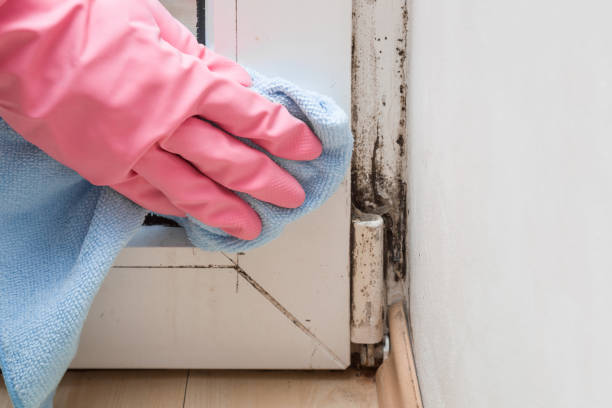 Best Industrial Mold Remediation in Justice, OK
