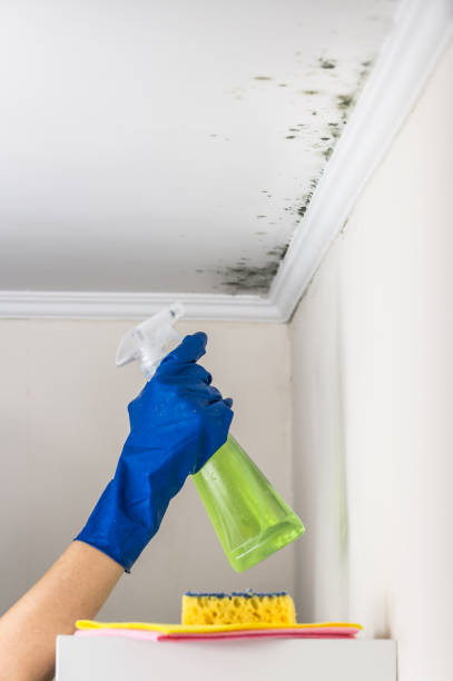 Best DIY Mold Remediation Support Services in Justice, OK